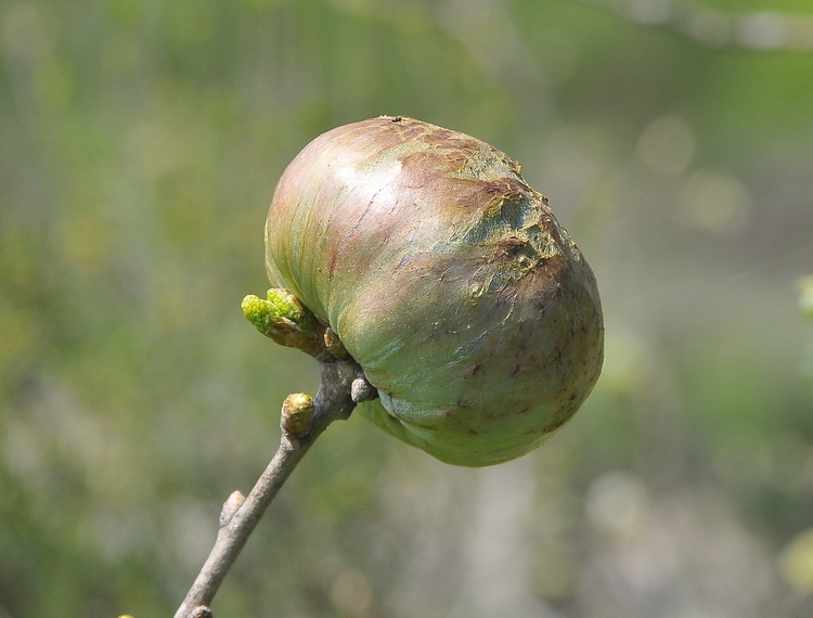 Galla su quercia:di Biorhiza pallida (Cynipidae)